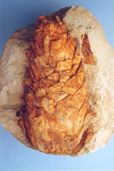 Κώνος πεύκου